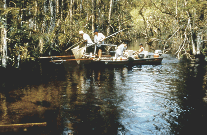 Fish sampling in Big Cypress Swamp as part of the southern Florida NAWQA study.