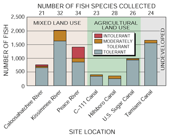 Figure 14. Environmentally tolerant fish are common in southern Florida canals and rivers.
