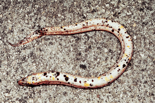 The Asian swamp eel, Monopterus albus, continues to spread.