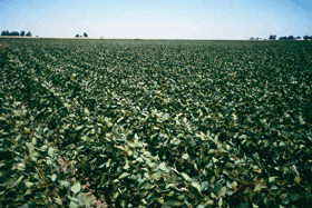 Soybeans, which are a major crop in the lower Illinois River Basin, are important for nutrient management and the nitrogen balance of agricultural watersheds. The roots of soybeans harbor bacteria that fix nitrogen from the atmosphere into the soil in a form that can be used by the plant, and by other crops the following year. (Photograph by Kelly L. Warner, USGS.)