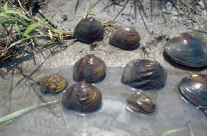 Figure 23. Freshwater mussels are relatively long-lived animals that are indicators of long-term water quality. These mussels were from the North Fork Vermilion River in central Illinois. Mussels bury themselves in the bottom where they filter organic matter from the water. During the twentieth century, freshwater mussel populations declined drastically in the lower Illinois River Basin. (Photograph by David J. Fazio, USGS.)