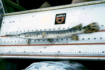Figure 24. Longnose gar from the Sangamon River in central Illinois. In the basin, the Longnose gar is the most common gar found in small rivers. Many fish were collected, measured, and released to determine the health of the fish communities in the streams and rivers sampled. (Photograph by David J. Fazio, USGS.)