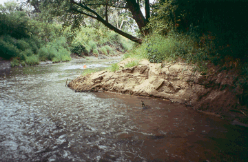 Figure 25. Basin streams with fast current had the most diverse macroinvertebrate communities. (Photograph by David J. Fazio, USGS.)