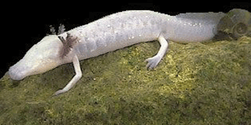 The colorless, eyeless, and gilled Texas blind salamander (Tyhlomolge rathbuni) is an endangered species that lives in the subterranean waters below San Marcos. (Photograph by J.N. Fries, U.S. Fish and Wildlife Service.)