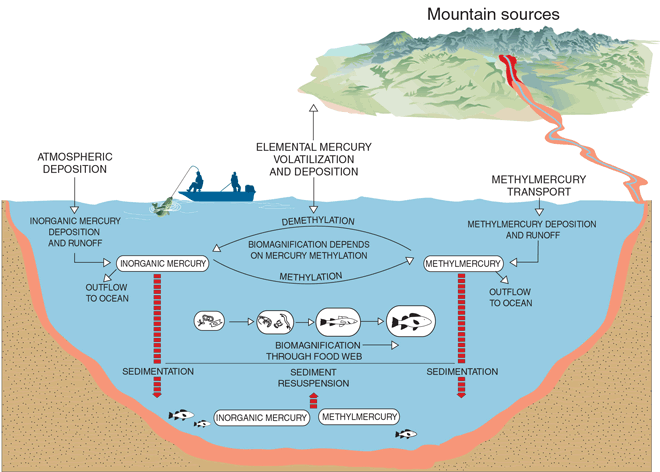 Figure 12. Mercury pathways in aquatic systems. 