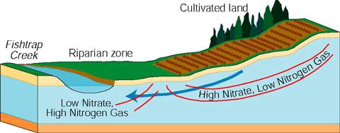 Figure 24. Nitrate concentrations in ground water remain high until water seeps through stream sediments that favor microbial denitrification. This process can effectively transform nitrate to nitrogen gas before the water discharges to the stream.