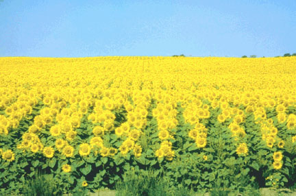 Picture of a field of sunflowers.