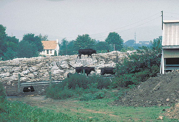 picture of cows wandering on a farm.