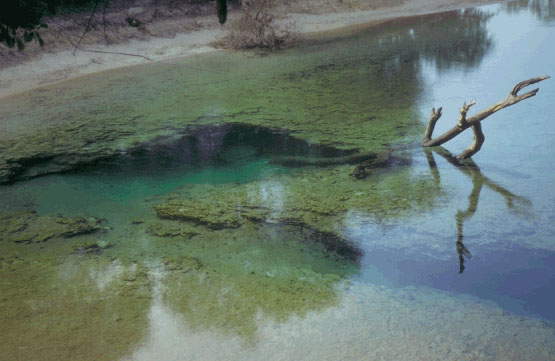 photo of the Suwannee River Bank in Florida
