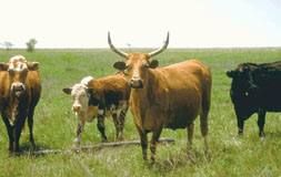 Picture of a bull and cows grazing in a field.