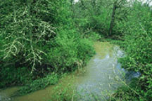 Insecticides detected in water in Zollner Creek, Oregon, 1993 and 94.