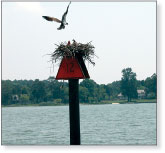 Photo of an Osprey nest.