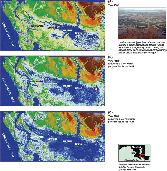 Graphic of digital elevation model forecasts of sea-level rise at Blackwater National Wildlife Refuge.