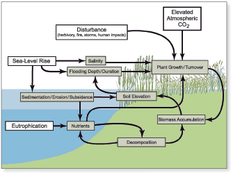 Diagram of processes effecting wetland loss.