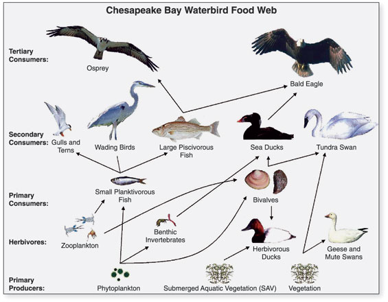 Graphic representing a generalized food web for some waterbirds in the Chesapeake Bay