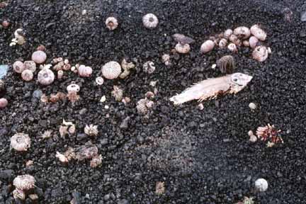 photo 078.  Photo of dead fish on volcanic gravel
