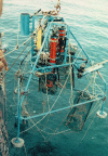 Photo of tripod entangled with lobster gear