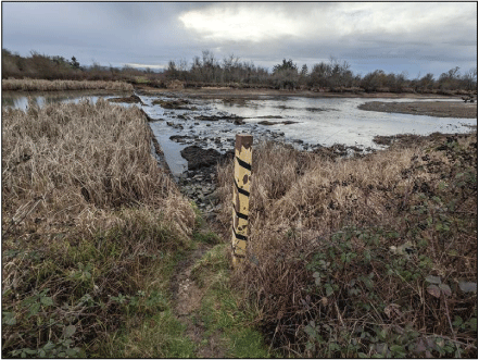 Examples of bar (right side of photograph) downstream of weir structure on Amazon
Creek Diversion Channel mapped within Fern Ridge Lake, Oregon. Photograph taken by
Heather Bervid, U.S. Geological Survey, January 31, 2024.