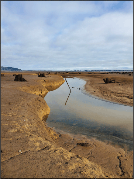 Example of channel banks and wetted channel along the Long Tom River surrounded by
undifferentiated reservoir floor within Fern Ridge Lake, Oregon. Tree stumps within
the undifferentiated reservoir floor do not typically have exposed roots, indicating
a lack of erosion (and some deposition, not shown in photograph). Photograph taken
by Mackenzie Keith, U.S. Geological Survey, November 19, 2023.