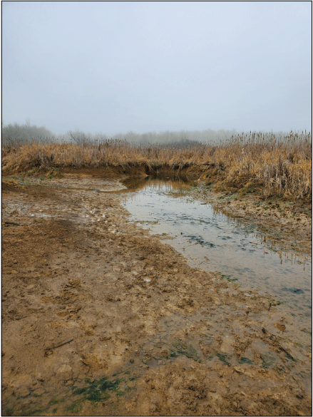 Example of a drainage channel (nested within a relict channel) that is draining and
head-cutting into an area mapped as wetlands within Fern Ridge Lake, Oregon. Photograph
taken by Mackenzie Keith, U.S. Geological Survey, February 9, 2022.