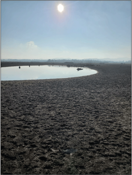 Example of an abandoned oxbow with standing water mapped as “relict channel or swale”
landform within the reservoir floor process domain along the Long Tom River within
Fern Ridge Lake, Oregon. Photograph by Mackenzie Keith, December 14, 2022.
