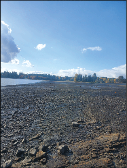 Thin veneer of gravel mantles areas mapped as “bedrock” cover within Fern Ridge Lake,
Oregon, and reflects weathering of the underlying bedrock. Photograph taken near Richardson
Park by Mackenzie Keith, U.S., Geological Survey, November 7, 2023.