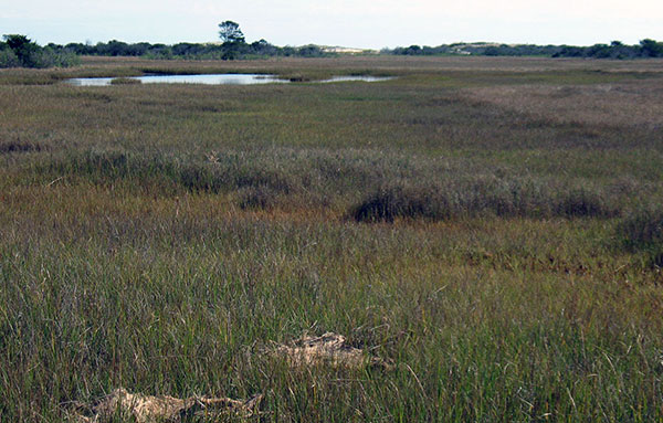 Photograph looking east from back-barrier marsh shows land-cover types common on Assateague Island