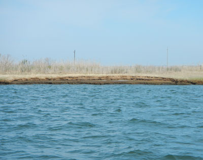 Photograph showing cliffing of the marsh surface along the western shore of Little Egg Harbor in May 2014.