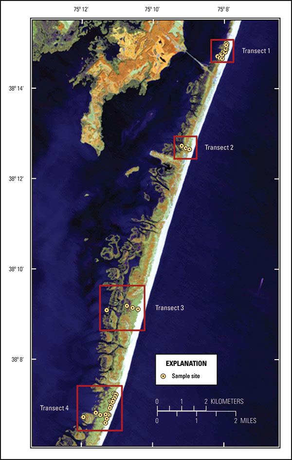 Locations of sand auger cores collected from Assateague Island in 2014.
