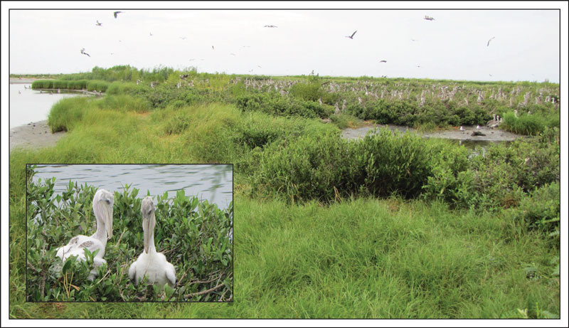 Brown pelican nesting area on Breton Island.