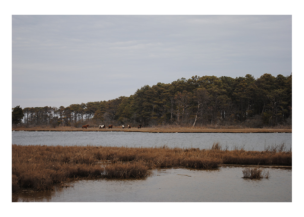 Photograph of horses on the back-barrier marsh of Assateague Island taken by Alisha Ellis during the March-April 2014 field work.