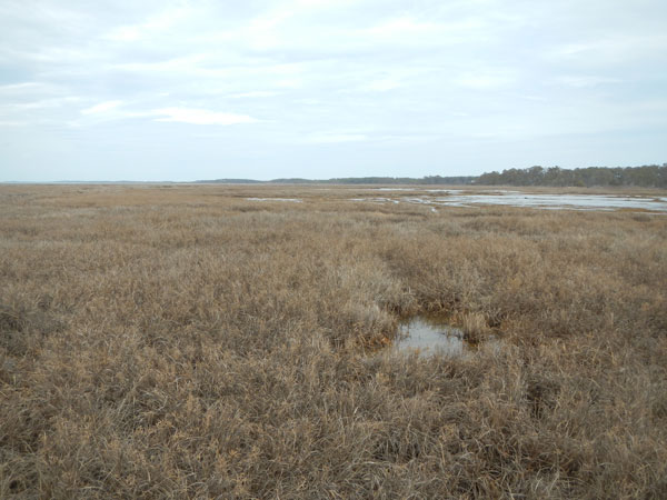 Photograph taken by Alisha Ellis on March 28, 2014, at sample site 06S in a back-barrier marsh near Scott’s Point on Assateague Island, Maryland.