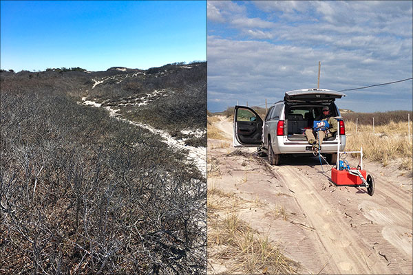 Figure 4. Combined photographs showing examples of shrub vegetation within wilderness area, left; and access road, right