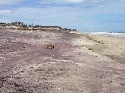 Photo showing a gently sloping beach with dunes and surf in the background, and a red fox in the middle ground