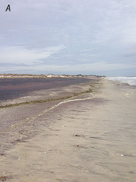 Photo of an undeveloped beach