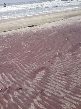 Photo of mineral and quartz sand ripples on a beach looking dark reddish brown on the tan sand
