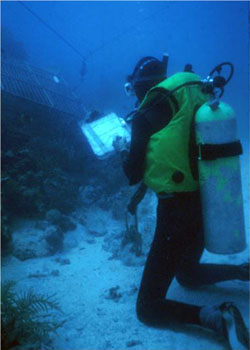 Diver censusing fish trap set on reef.