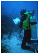 Figure 2. Diver censusing fish trap set on reef. - click to enlarge