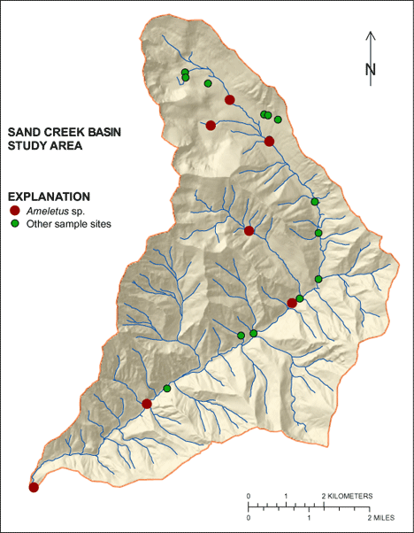 Figure showing the distribution of Ameletus sp. in the Sand Creek Basin