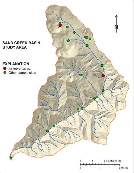 Figure showing the distribution of Asynarchus sp. in the Sand Creek Basin