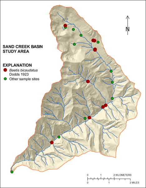 Figure showing the distribution of Baetis bicaudatus in the Sand Creek Basin