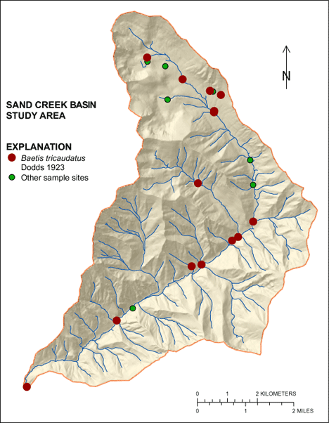 Figure showing the distribution of Baetis tricaudatus in the Sand Creek Basin
