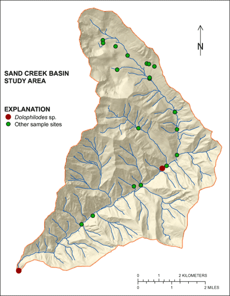 Figure showing the distribution of Dolophilodes sp. in the Sand Creek Basin