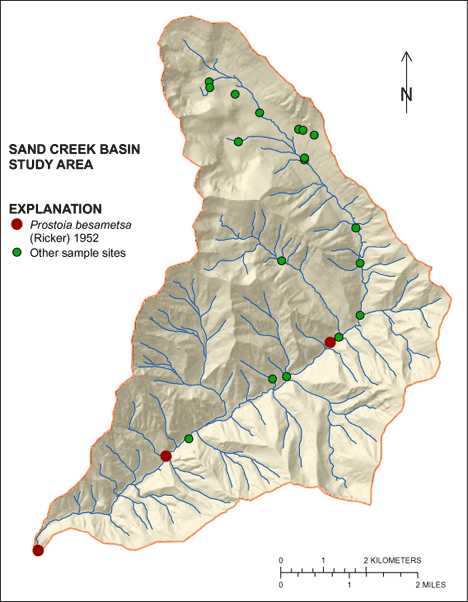 Figure showing the distribution of Prostoia besametsa in the Sand Creek Basin