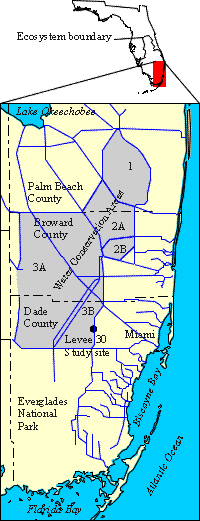 map of southeast Florida showing water-conservation areas, primary canals, and location of study site