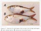 Figure 2. Lesions of menhaden that contain the fungal pathogen: 'A' early raised lesion; 'B' advanced ulcerated lesion.