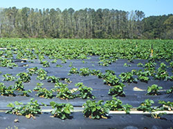 Strawberry field in South Virginia Beach using drip irrigation and a plasticulture system, techniques designed to improve crop quality and minimize water use.