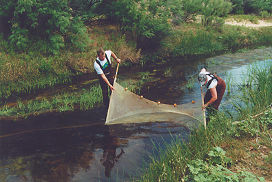 C.  Photograph showing seining for fish.