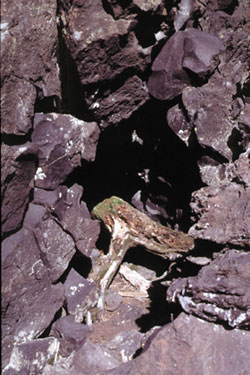 photograph of quaking aspen, as described in caption