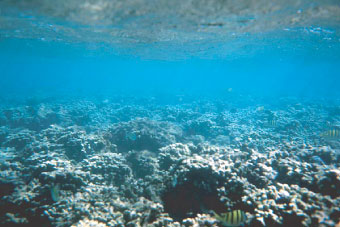 photograph of healthy coral off the southern coast of Moloka‘i